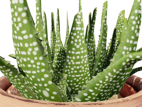 Realistic Aloe Vera Plant Collection Modelo 3D