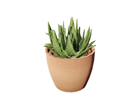 Realistic Aloe Vera Plant Collection Modelo 3D