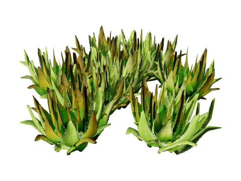 Realistic Aloe Vera Plant Collection Modelo 3D