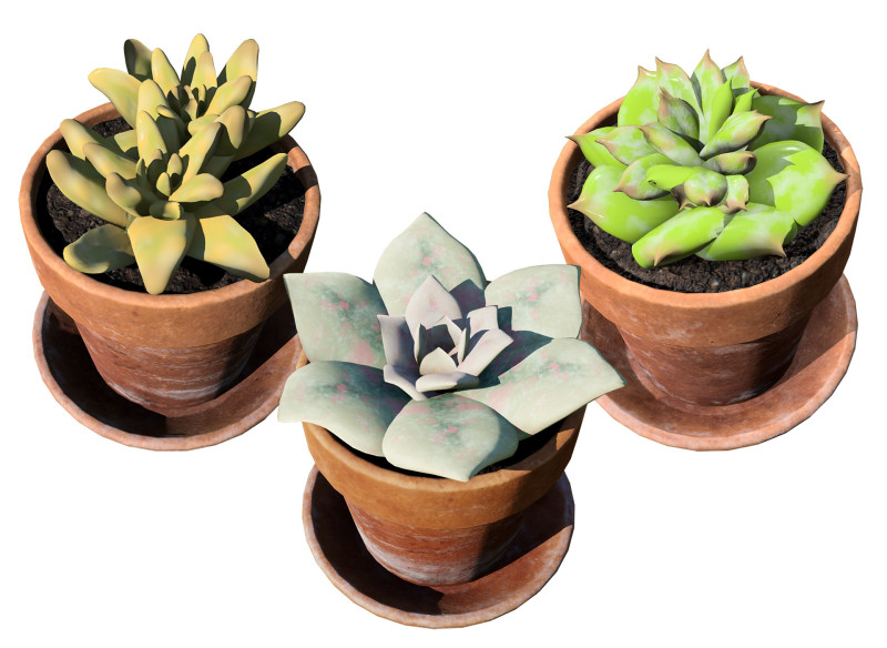 Realistic Potted Cacti 3D Model .c4d .max .obj .3ds .fbx .stl .blend