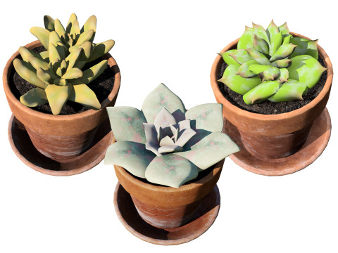 Realistic Potted Cacti 3D Model