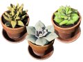 Realistic Potted Cacti 3D Модель