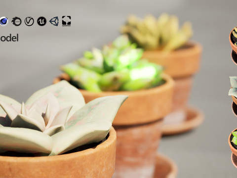 Realistic Potted Cacti 3D Model