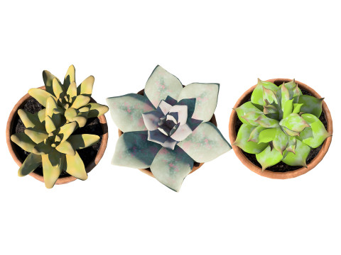 Realistic Potted Cacti 3D Model