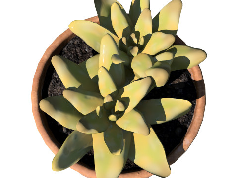 Realistic Potted Cacti 3D Model