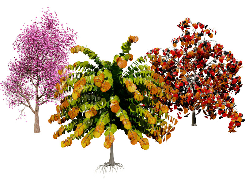 Judas Tree 3D Model .c4d .max .obj .3ds .fbx .stl .blend 