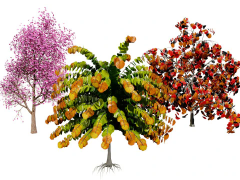 Erguvan Ağacı 3D Model