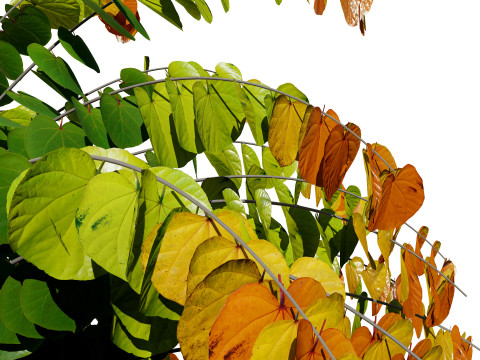 Judas Tree 3D Model