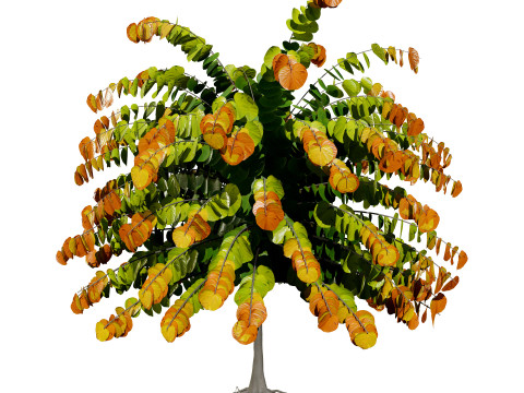Judas Tree 3D Model