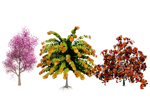 Judas Tree 3D Model