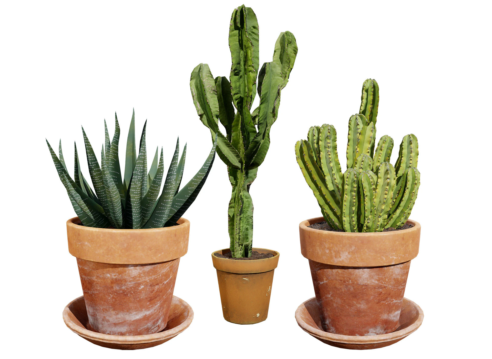 Realistic Indoor Cactus Collection 3D Model .c4d .max .obj .3ds .fbx .stl .blend 
