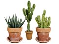 Realistic Indoor Cactus Collection 3D Модель