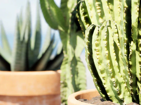 Realistic Indoor Cactus Collection 3D Model