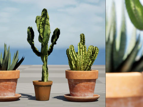Realistic Indoor Cactus Collection 3D Model