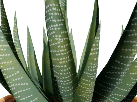 Realistic Indoor Cactus Collection 3D Model