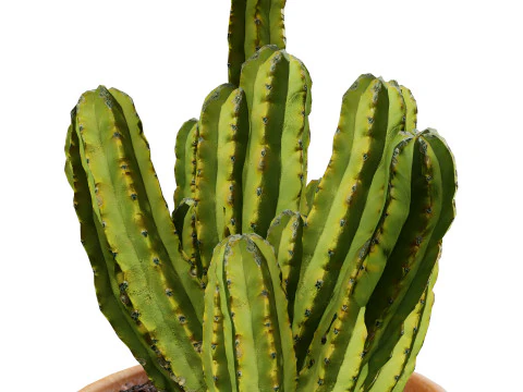 Realistic Indoor Cactus Collection 3D Model