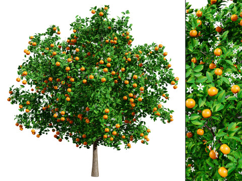 Orange Trees Modelo 3D