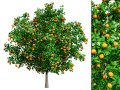 Orange Trees Modelo 3D