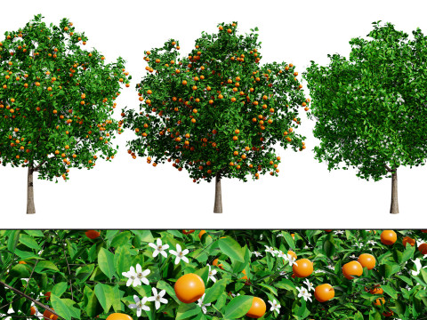 Orange Trees 3D-Modell
