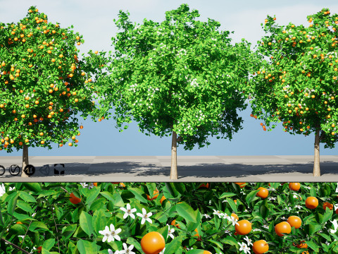 Orange Trees 3D-Modell