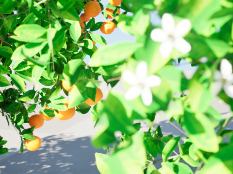 Orange Trees 3D-Modell