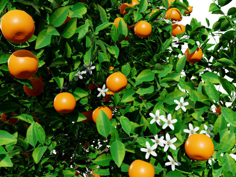 Orange Trees 3D-Modell