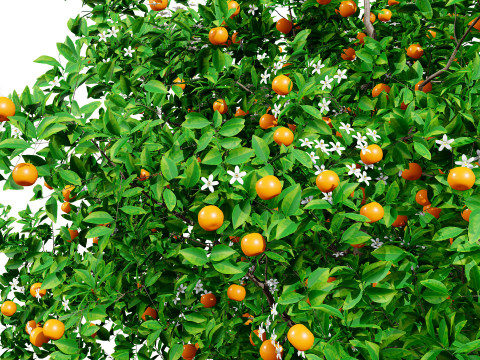 Orange Trees 3D-Modell