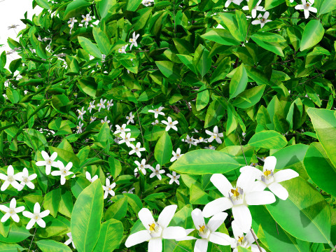 Orange Trees 3D-Modell