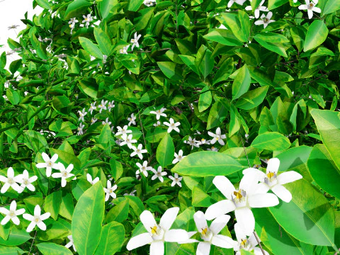 Laranjeiras Modelo 3D