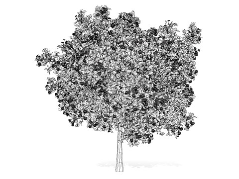 Orange Trees 3D-Modell