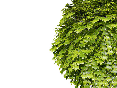 Mop Top trees collection 3D 모델