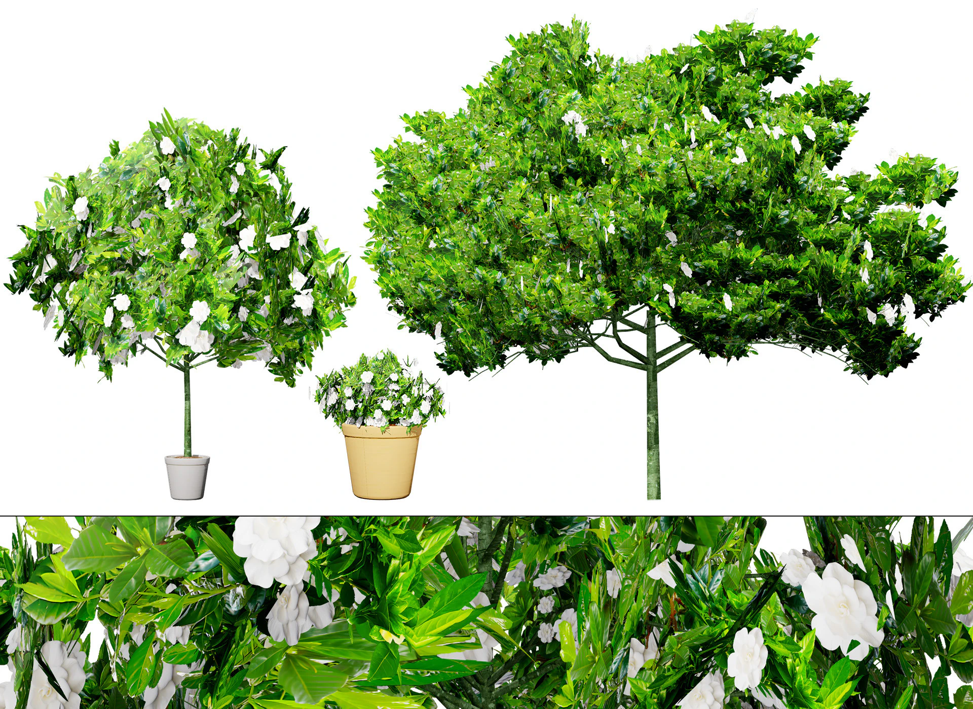 Confezione di arbusti di gardenia Modello 3D .c4d .max .obj .3ds .fbx .stl .blend 