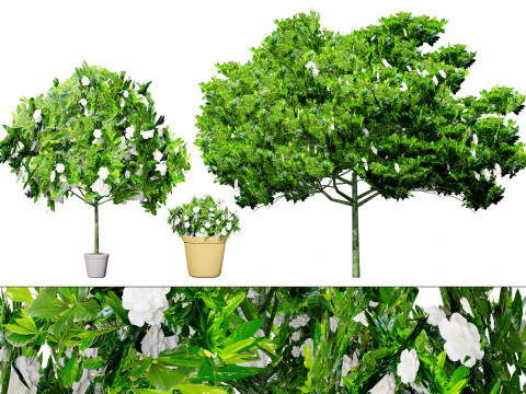Pack d'arbustes gard&eacute;nia Modèle 3D