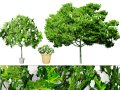 Gardenia Shrub Pack 3D 모델
