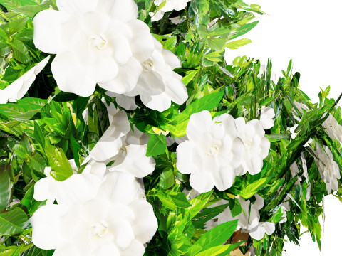 Gardenia Shrub Pack 3D Model