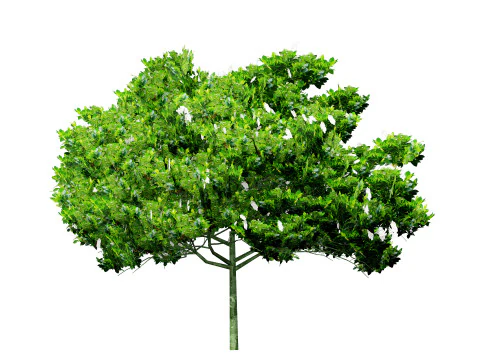 Confezione di arbusti di gardenia Modello 3D