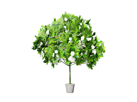 Gardenia Shrub Pack 3D Model