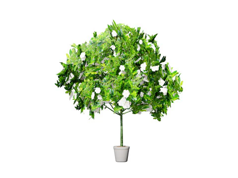 Confezione di arbusti di gardenia Modello 3D