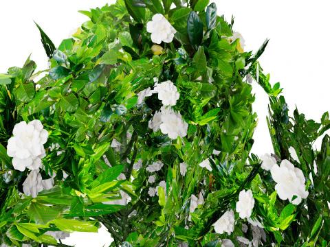 Confezione di arbusti di gardenia Modello 3D