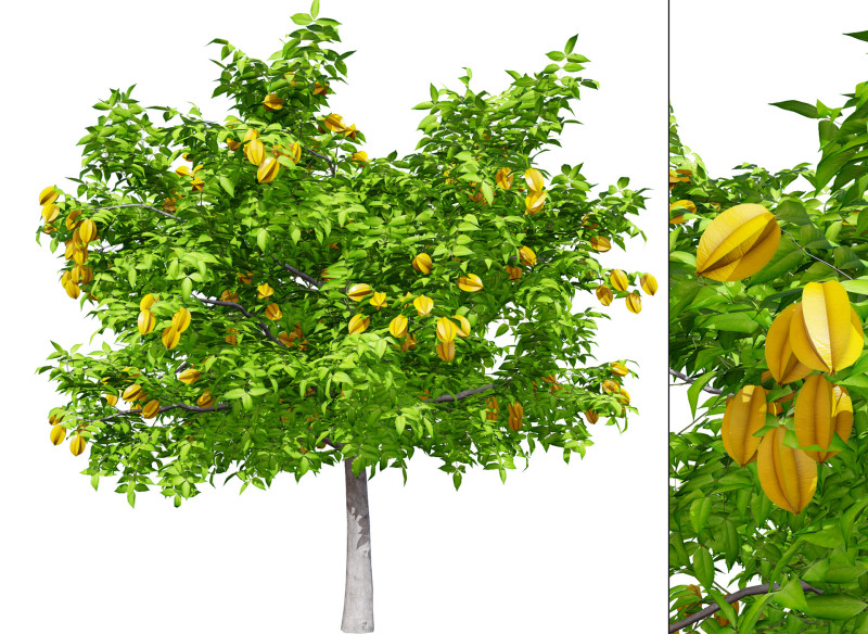 Realistic Starfruit Tree Model Model 3D .c4d .max .obj .3ds .fbx .stl .blend