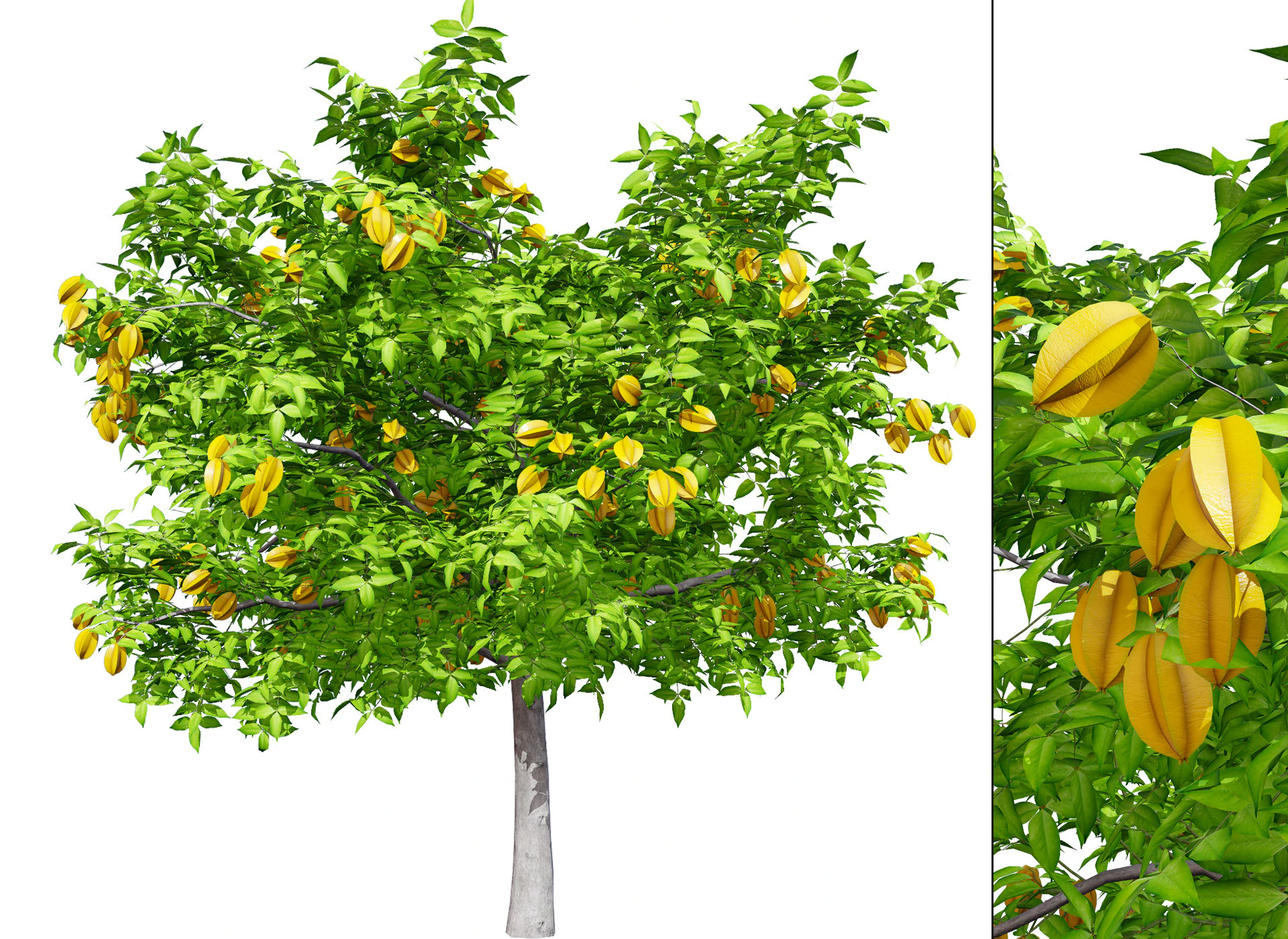 현실적인 스타프루트 나무 모델 3D 모델 .c4d .max .obj .3ds .fbx .stl .blend 
