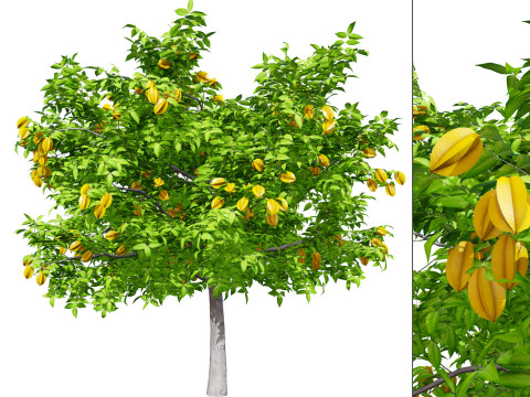 Realistic Starfruit Tree Model Modelo 3D