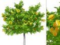 Realistic Starfruit Tree Model Modelo 3D