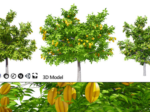 Realistic Starfruit Tree Model Model 3D