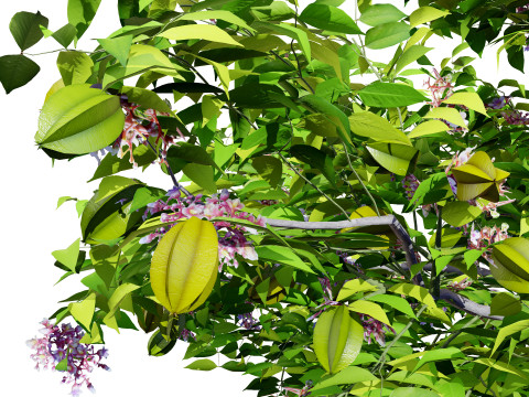 Realistic Starfruit Tree Model Model 3D