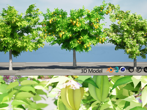 Realistic Starfruit Tree Model Model 3D