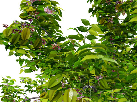 Realistic Starfruit Tree Model Model 3D
