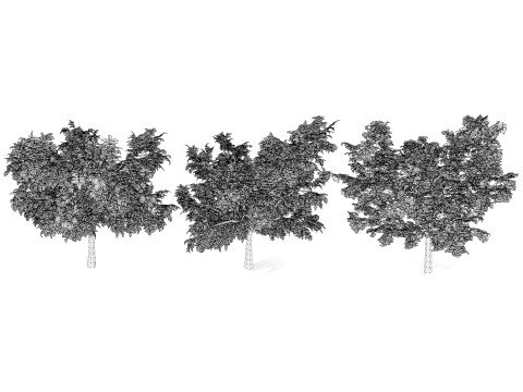Realistic Starfruit Tree Model Model 3D