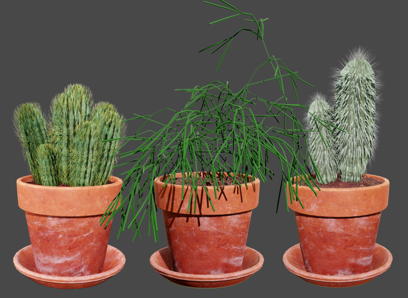 Realistic 3D Indoor Cacti 3D Model .c4d .max .obj .3ds .fbx .stl .blend
