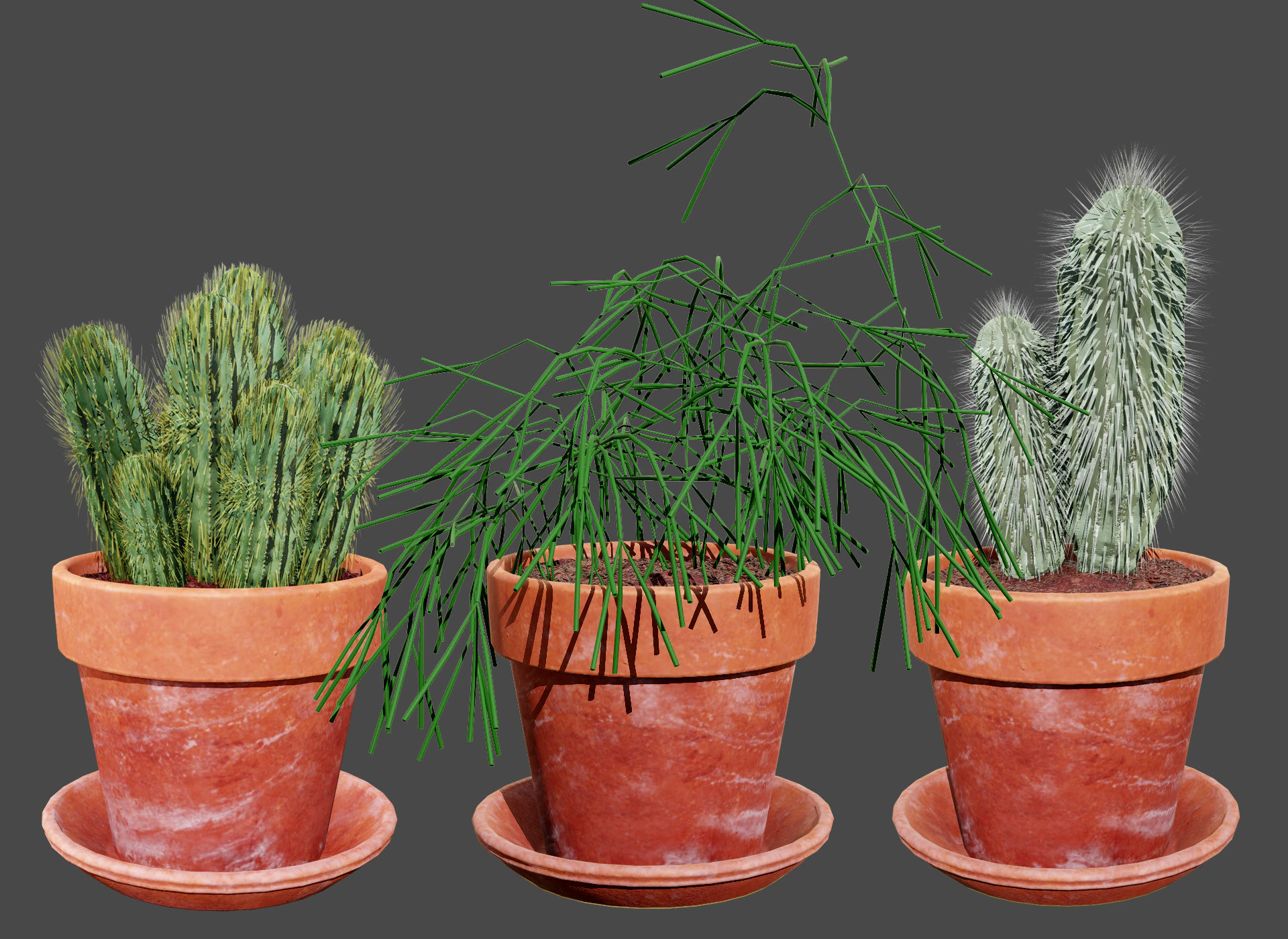 Realistic 3D Indoor Cacti 3D Model .c4d .max .obj .3ds .fbx .stl .blend 
